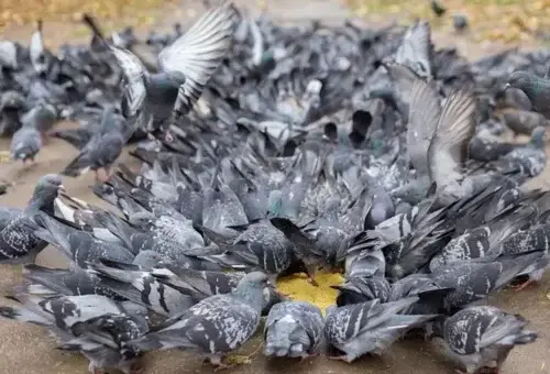 Doenças Fatais Transmitidas por Pombos 2vettop% Doenças Fatais Transmitidas por Pombos