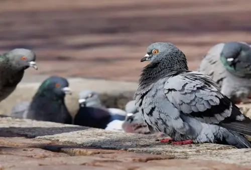 Doenças Fatais Transmitidas por Pombos 1vettop% Doenças Fatais Transmitidas por Pombos