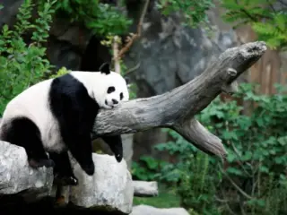 panda
