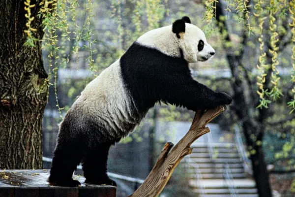 Por que o urso panda está em perigo de extinção? 1vettop% Por que o urso panda está em perigo de extinção (2)
