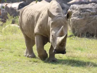 O rinoceronte está em extinção?