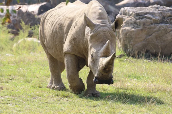 O rinoceronte está em extinção?