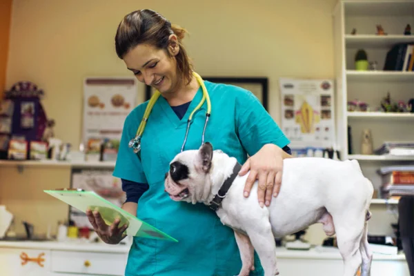 Ampicilina para Cachorro Ampicilina ao Seu Cão
