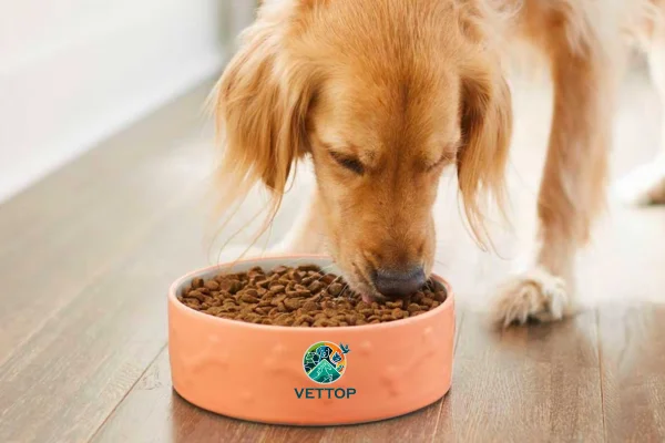 Cachorro filhote pode comer ração de cachorro grande? 1vettop% Cachorro filhote pode comer ração de cachorro grande?