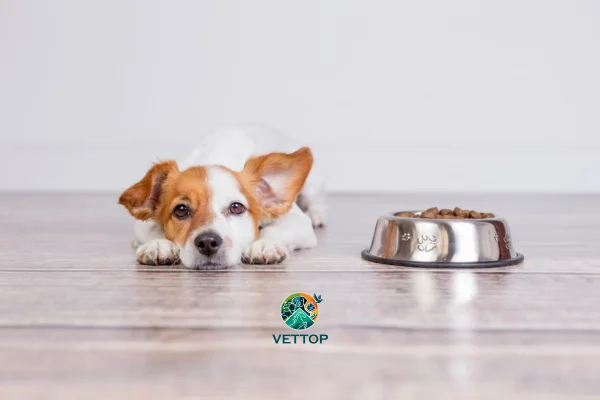 Cachorro filhote pode comer ração de cachorro grande? 2vettop% Cachorro filhote pode comer ração de cachorro grande (2)