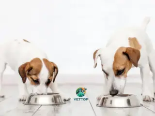 Cachorro filhote pode comer ração de cachorro grande?