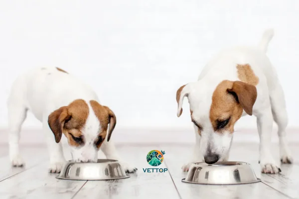 Cachorro filhote pode comer ração de cachorro grande?