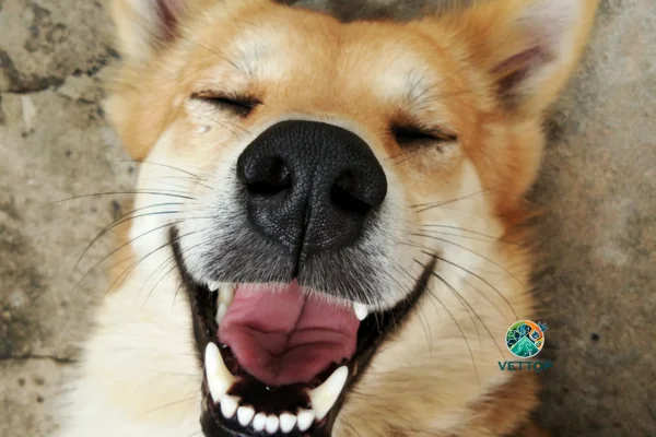 Cachorro sorrindo 1vettop% Cachorro sorrindo