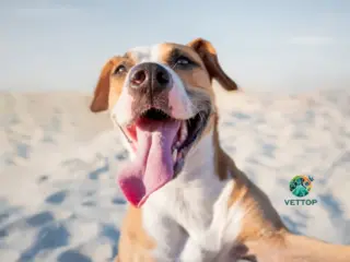 Cachorro sorrindo