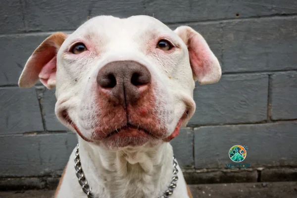 Cachorro sorrindo 2vettop% Cachorro sorrindo