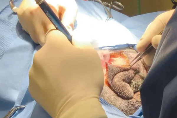 Caudectomia em Cães 1vettop% Caudectomia em Cães Caudectomy in Dogs