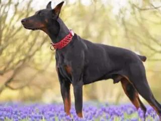 Caudectomia em Cães Caudectomy in Dogs