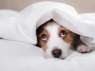Cobrir o Cachorro para Dormir: É Realmente Necessário?