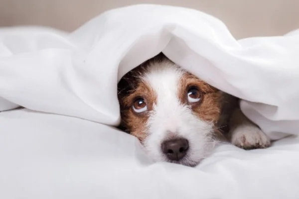 Cobrir o Cachorro para Dormir: É Realmente Necessário?