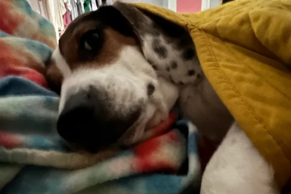 Cobrir o Cachorro para Dormir: É Realmente Necessário? 1vettop% Cobrir o Cachorro para Dormir: É Realmente Necessário?
