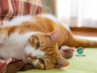 Como os gatos pedem desculpas?
