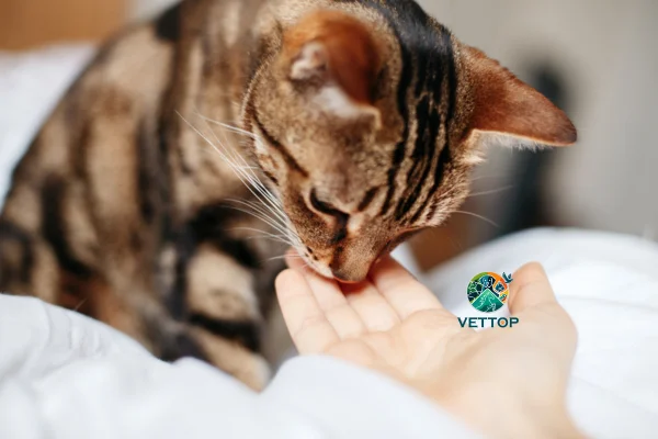 Como os gatos pedem desculpas? 1vettop% Como os gatos pedem desculpas
