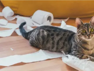 Como repreender o meu gato
