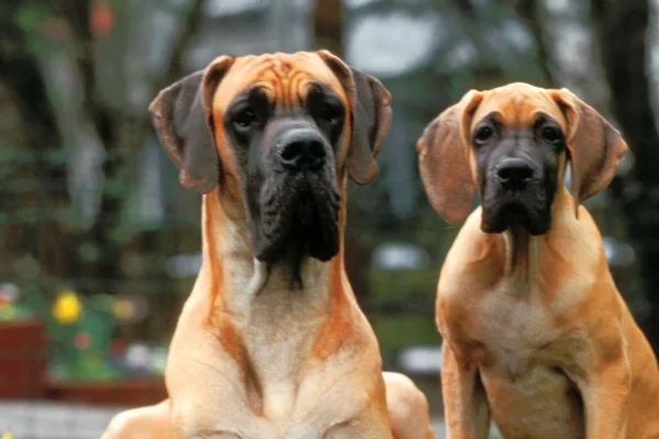 Qual a raça de cachorro que vive menos? 1vettop% Qual a raça de cachorro que vive menos?