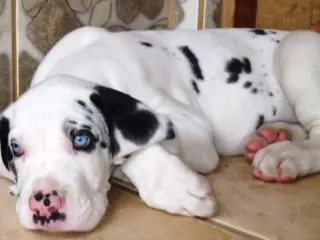 Qual a raça de cachorro que vive menos?