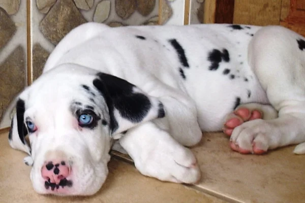 Qual a raça de cachorro que vive menos?