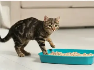 Gato Fazendo Cocô Fora da Caixa de Areia