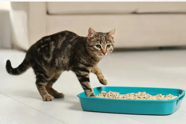 Gato Fazendo Cocô Fora da Caixa de Areia