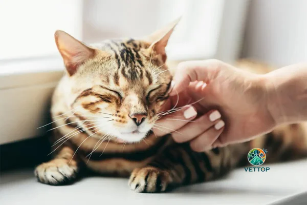 Por que os gatos ronronam e mordem? 2vettop% Gatos ronronam e mordem