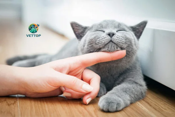 Por que os gatos ronronam e mordem? 1vettop% Gatos ronronam e mordem