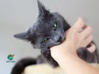 Gatos ronronam e mordem