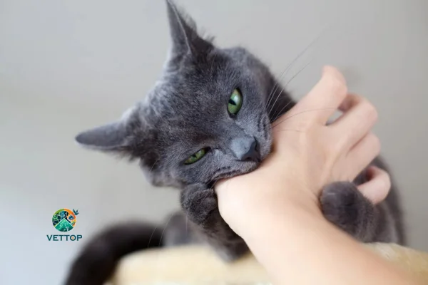 Por que os gatos ronronam e mordem?