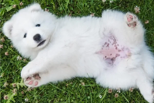 Manchas Escuras na Pele do Cachorro 1vettop% Manchas escuras na pele do cachorro