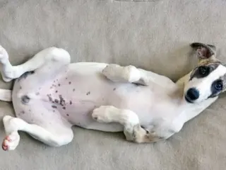 Manchas escuras na pele do cachorro