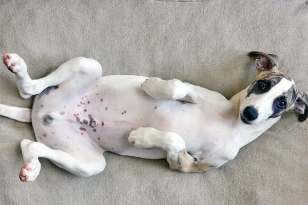 Manchas escuras na pele do cachorro