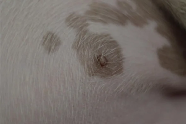 Manchas Escuras na Pele do Cachorro 2vettop% Manchas escuras na pele do cachorro