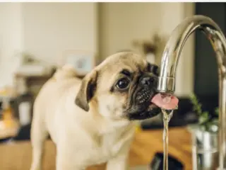 Meu Cachorro Está Bebendo Muita Água à Noite (1) My Dog Is Drinking a Lot of Water at Night