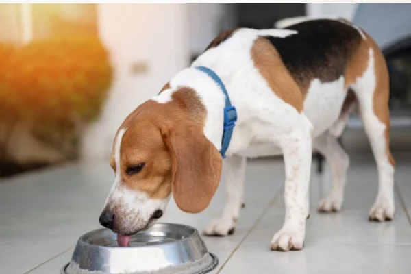 Meu Cachorro Está Bebendo Muita Água à Noite 2vettop% My Dog Is Drinking a Lot of Water at Night
