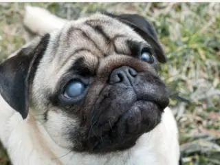 Meu Cachorro Ficou Cego de Repente