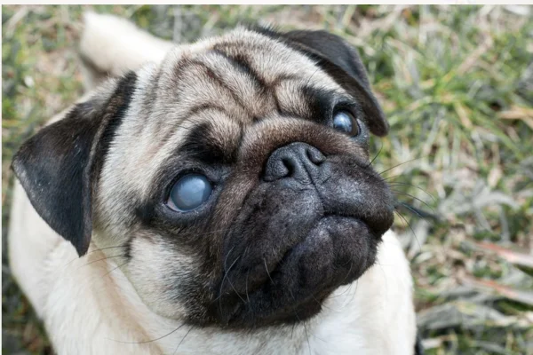 Meu Cachorro Ficou Cego de Repente