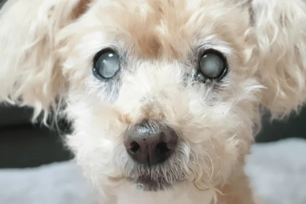 Meu Cachorro Ficou Cego de Repente 1vettop% Meu Cachorro Ficou Cego de Repente