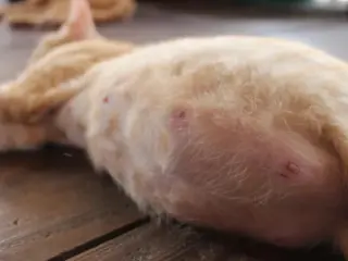 Minha Gatinha Está Sangrando Antes do Parto