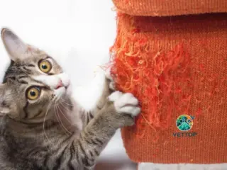 O que fazer para o gato não arranhar os móveis?