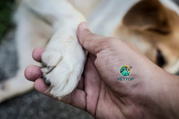 Por que Cachorro Não Gosta Que Pegue na Pata? 2vettop% Por que Cachorro Não Gosta Que Pegue na Pata