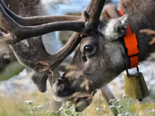 Qual a alimentação das renas|What do reindeer eat?