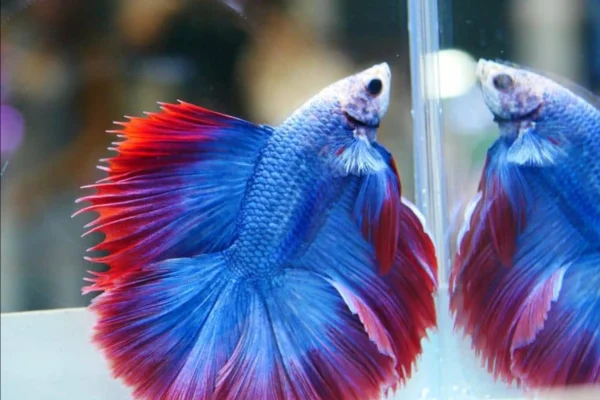 Quanto tempo vive um peixe betta? 2vettop% Quanto tempo vive um peixe betta (2)