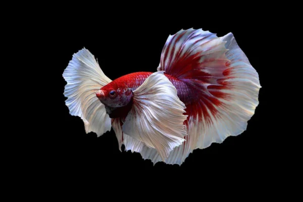 Quanto tempo vive um peixe betta? 1vettop% Quanto tempo vive um peixe betta (2)