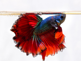 Quanto tempo vive um peixe betta (2)