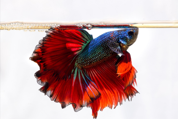 Quanto tempo vive um peixe betta (2)