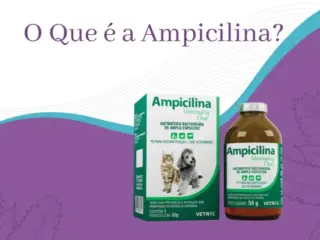 Ampicilina para Cachorro