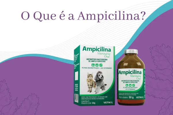 Ampicilina para Cachorro